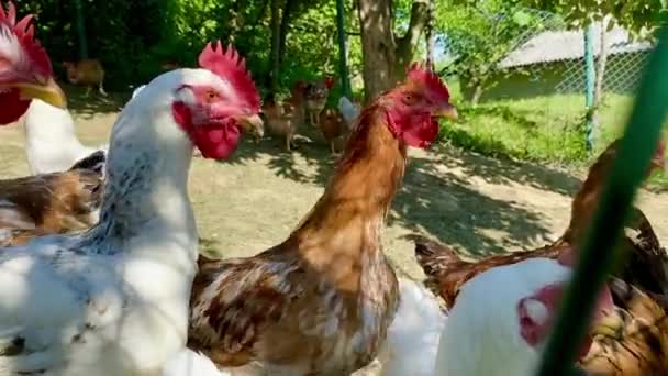 Group Chickens Farm Outdoors — Video Stock