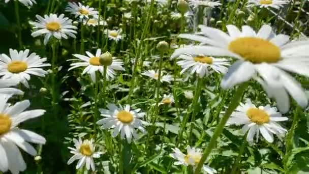 Een Veld Met Wilde Madeliefjes Bloemen Het Platteland — Stockvideo