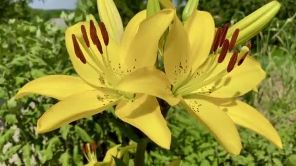 Hermosas Flores Lirio Jardín Verano — Vídeo de stock