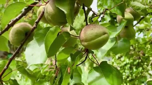 Green Apricot Fruits Tree Ripe Yet — Vídeos de Stock