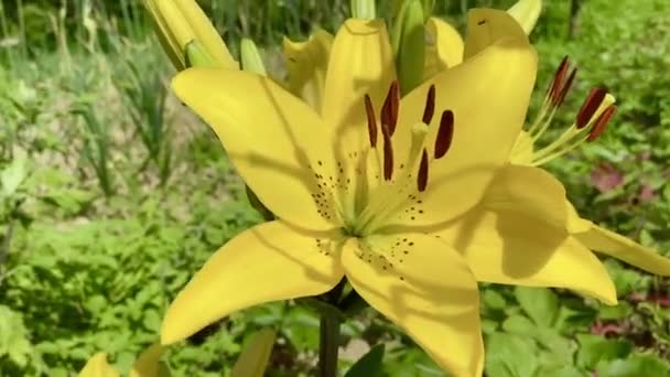 Όμορφα Λουλούδια Κρίνου Στον Κήπο Καλοκαίρι — Αρχείο Βίντεο