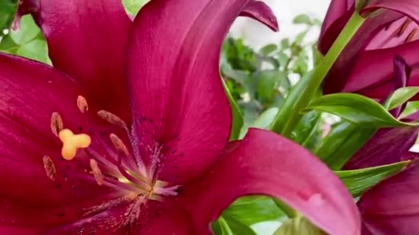 Hermosas Flores Lirio Jardín Verano — Vídeos de Stock