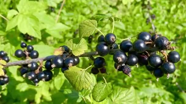 Organic Fresh Black Currant Fruits Freshly Picked — Stock video