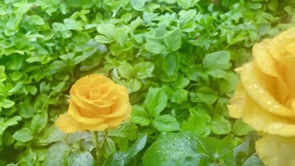 Hermosas Flores Rosas Floreciendo Jardín — Vídeo de stock