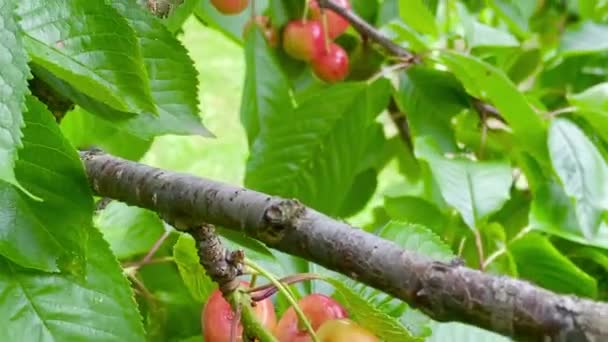 Świeże Owoce Wiśni Gałęzi Drzewa — Wideo stockowe