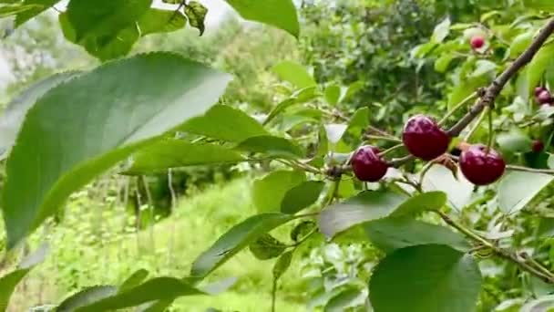 Свіжі Вишневі Плоди Гілці Дерева — стокове відео