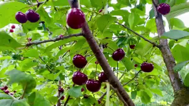 Свіжі Вишневі Плоди Гілці Дерева — стокове відео