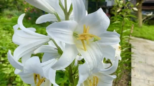 Красиві Квіти Лілії Саду Влітку — стокове відео