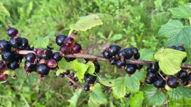 Organic Fresh Black Currant Fruits Freshly Picked — Αρχείο Βίντεο