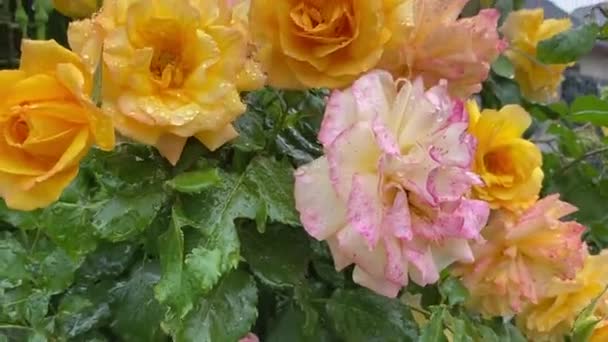 Frumoase Flori Trandafir Înflorind Grădină — Videoclip de stoc