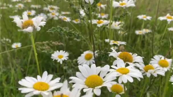 Campo Con Flores Margaritas Silvestres Campo — Vídeo de stock