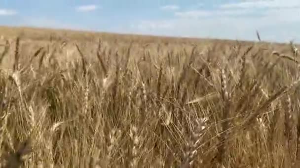 金色的田野 谷粒已经成熟 可以收割了 — 图库视频影像