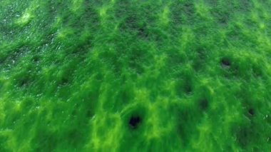 Soyut organik ıslak balçık, biyolojik madde geçmişi. Çamurlu bedeni hareket arkaplanı gibi görünür