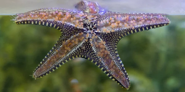 Close Star Fish Stick Hold Glass Tank Aquarium — Stock Photo, Image