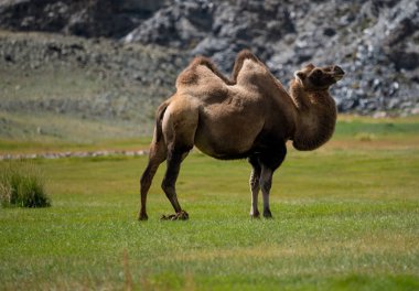 Altay Dağları'nın vahşi doğa