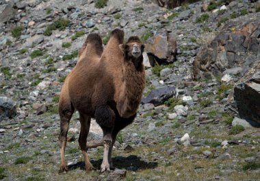 Altay Dağları'nın vahşi doğa