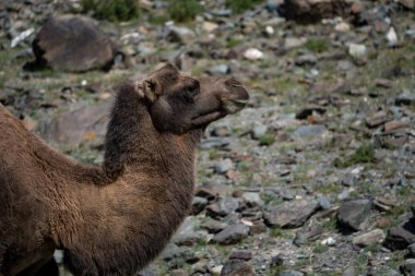 Altay Dağları'nın vahşi doğa