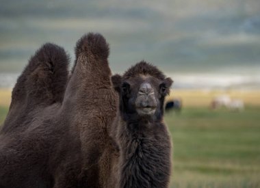 Altay Dağları'nın vahşi doğa
