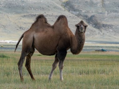 Altay Dağları'nın vahşi doğa