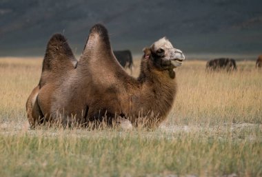Altay Dağları'nın vahşi doğa