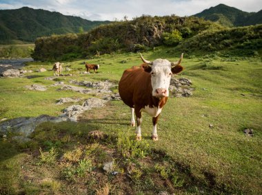 Altay Dağları'nın vahşi doğa
