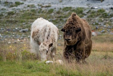 Altay Dağları'nın vahşi doğa
