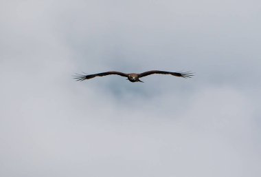 Altay Dağları'nın vahşi doğa