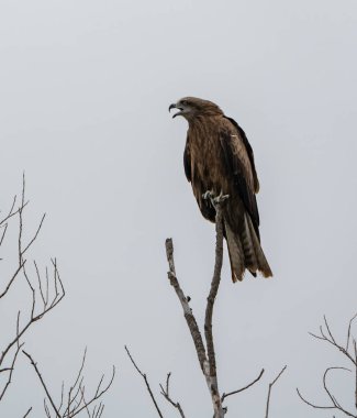 Altay Dağları'nın vahşi doğa