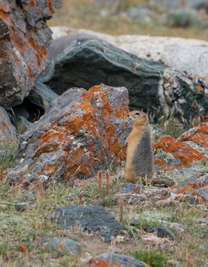 Altay Dağları'nın vahşi doğa