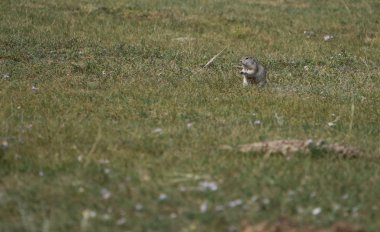 Altay Dağları'nın vahşi doğa
