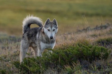 Altay Dağları'nın vahşi doğa