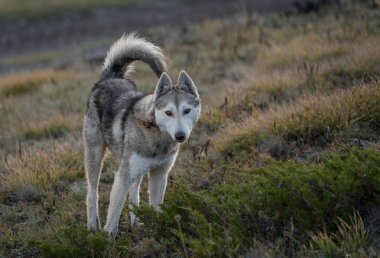 Altay Dağları'nın vahşi doğa