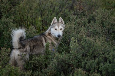 Altay Dağları'nın vahşi doğa