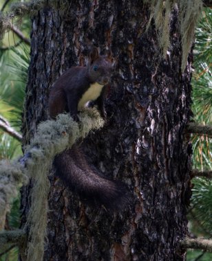 Altay Dağları'nın vahşi doğa