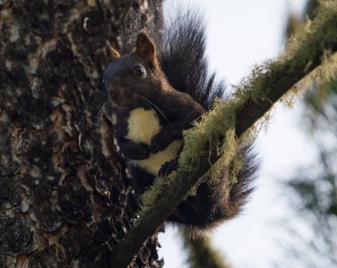 Altay Dağları'nın vahşi doğa