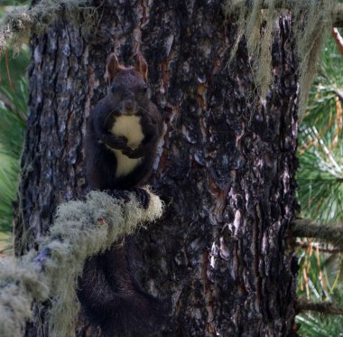 Altay Dağları'nın vahşi doğa