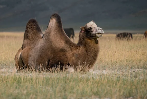 Altay Dağları'nın vahşi doğa