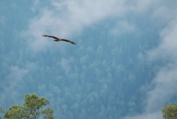 Wilde Natur Altai Gebirge — Stockfoto