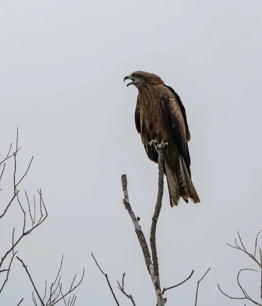 Altay Dağları'nın vahşi doğa