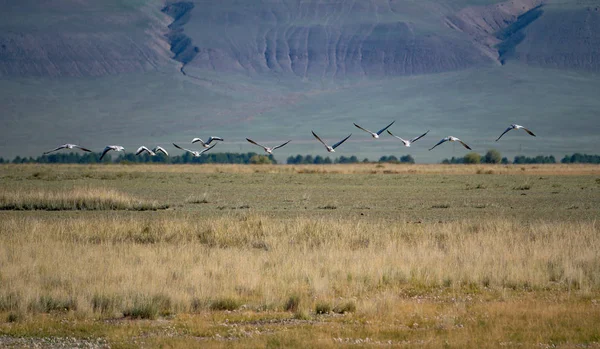 Altay Dağları'nın vahşi doğa