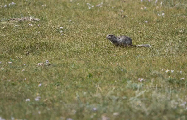 Naturaleza Salvaje Las Montañas Altai — Foto de Stock