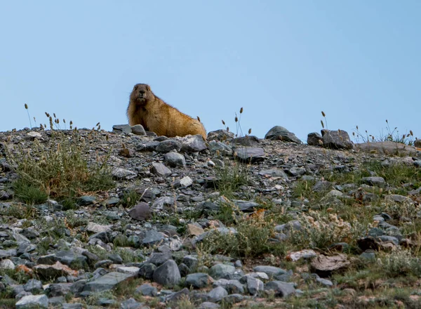 Altay Dağları'nın vahşi doğa