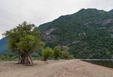 Altay Dağları doğası