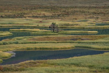 Altay Dağları doğası