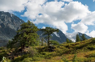 Altay Dağları doğası