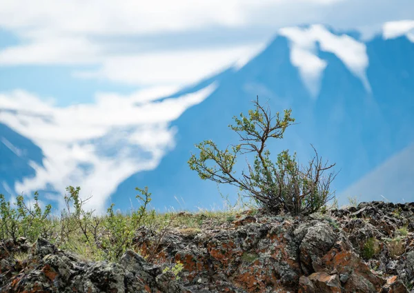 Altay Dağları doğası