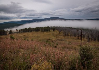 Altay Dağları'nın vahşi doğa