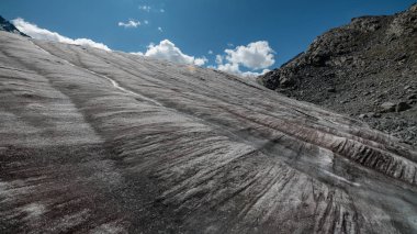 Altay Dağları'nın vahşi doğa