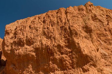 Altay Dağları'nın vahşi doğa