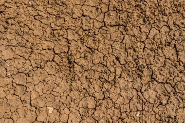 Altay Dağları'nın vahşi doğa